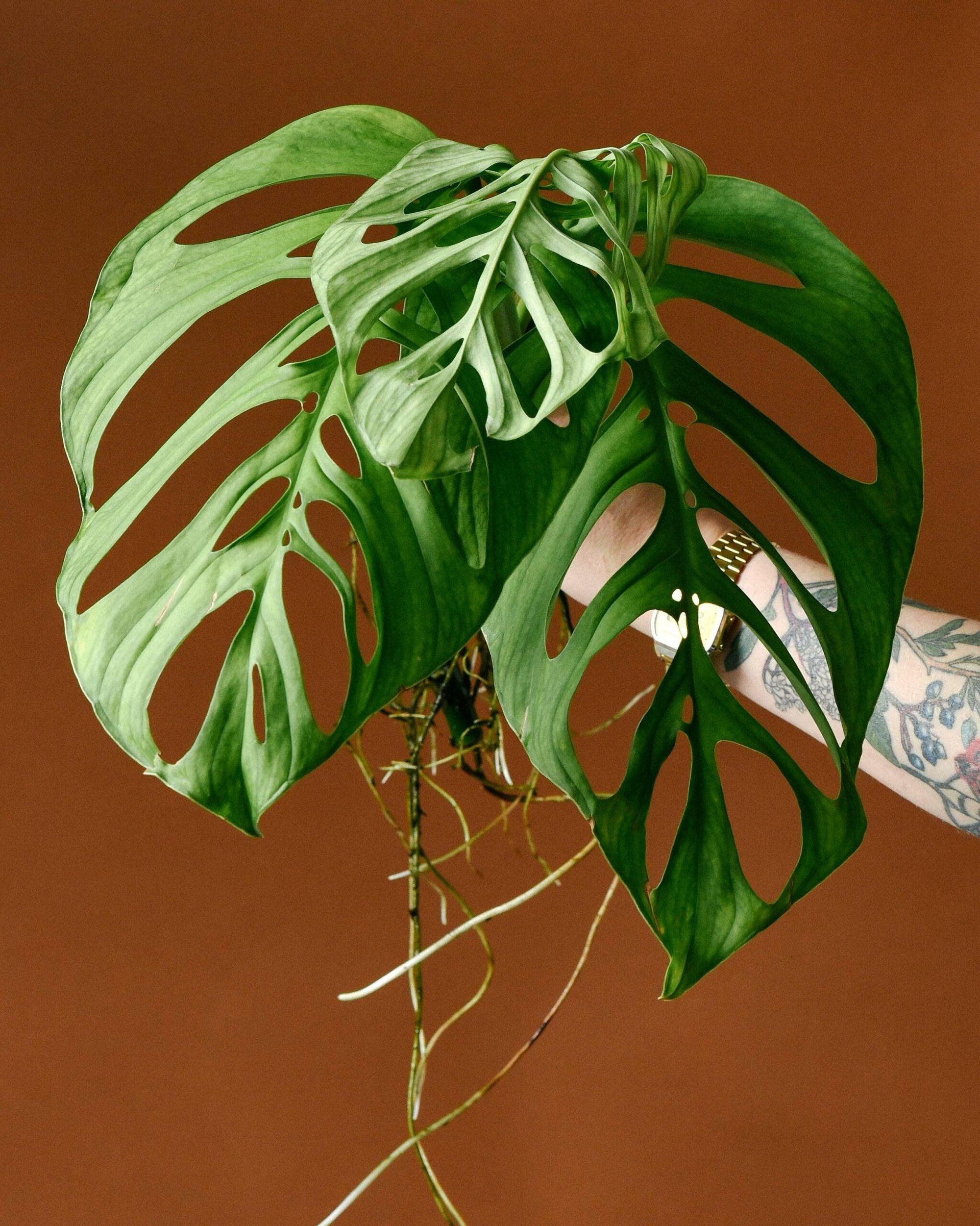 Healthy Monstera Esqueleto Baby by Plant Circle – Baby, Approx. 12.0cm height by Plant Circle – 6.0cm Pot. A perfect monstera esqueleto baby by plant circle – baby, approx. 12.0cm height by plant circle – 6.0cm pot for your indoor houseplant collection.