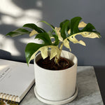 Healthy Rhaphidophora Tetrasperma Variegated by Plant Circle. A perfect rhaphidophora tetrasperma variegated by plant circle for your indoor houseplant collection.