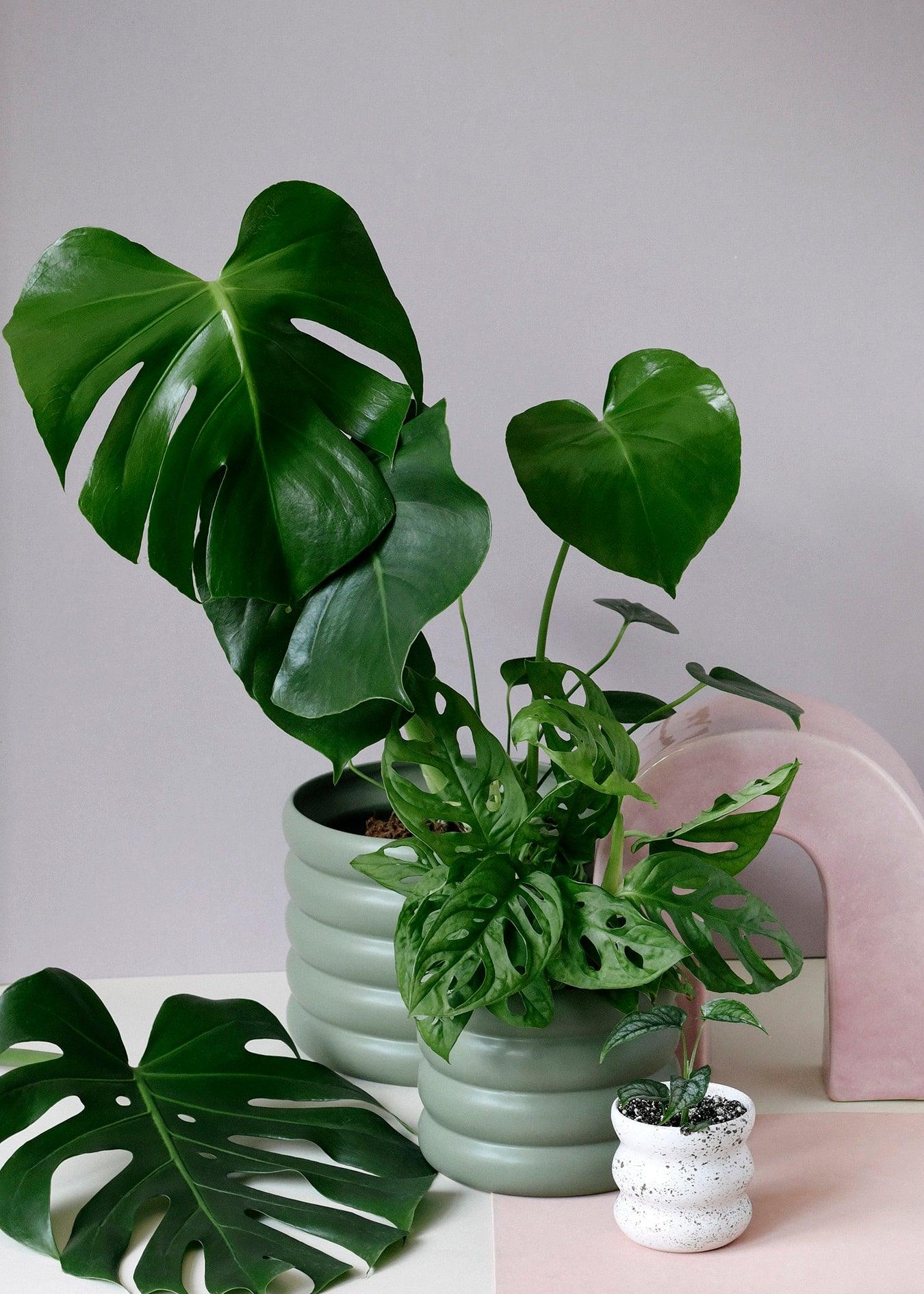 Monstera Set Default Title 1