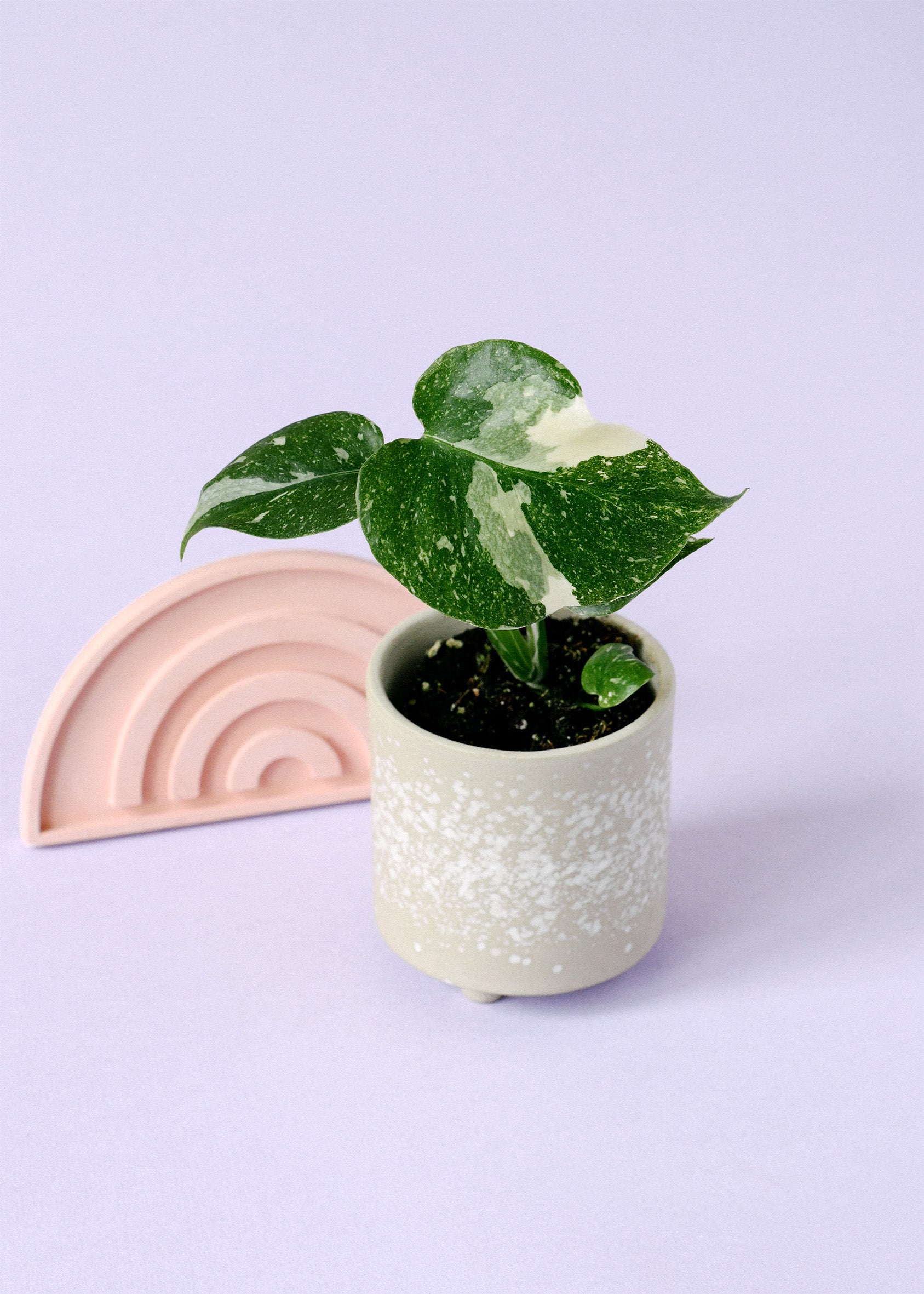 Healthy Monstera deliciosa 'Thai Constellation' Baby by Plant Circle. A perfect monstera deliciosa 'thai constellation' baby by plant circle for your indoor houseplant collection.