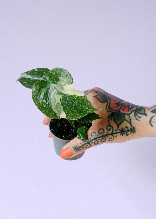 Monstera deliciosa 'Thai Constellation' Baby