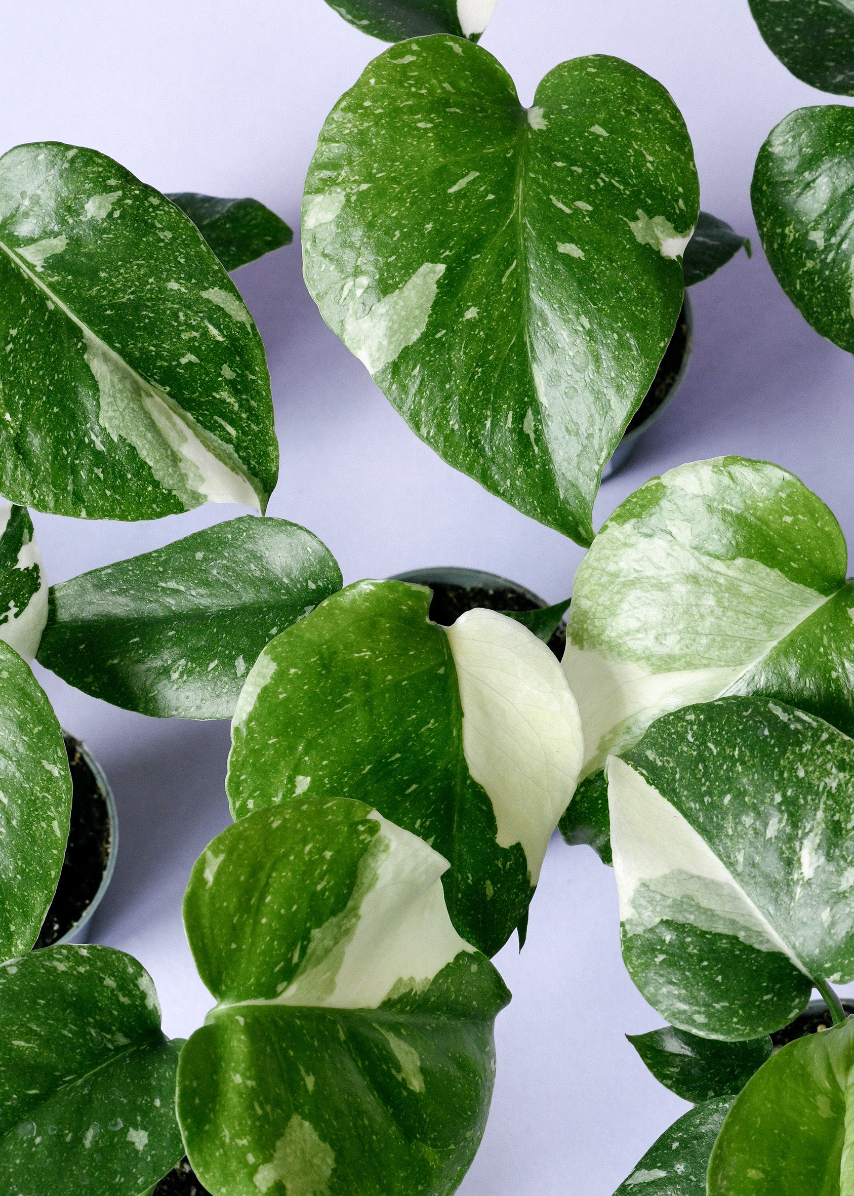 Healthy Monstera deliciosa 'Thai Constellation' Baby by Plant Circle. A perfect monstera deliciosa 'thai constellation' baby by plant circle for your indoor houseplant collection.