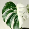 Monstera Deliciosa var. Borsigiana Variegata
