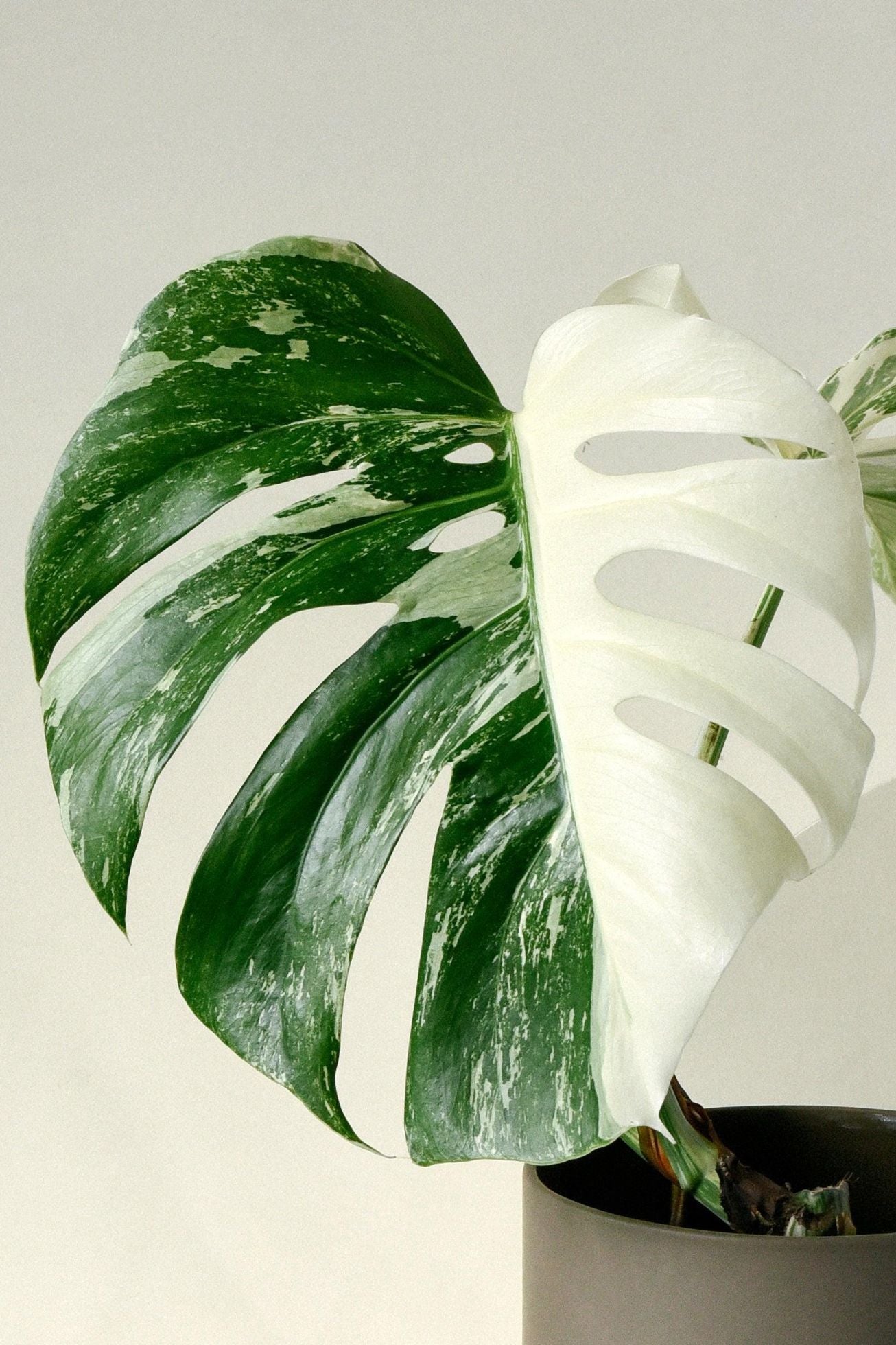 philodendron monstera deliciosa variegata Monstera Deliciosa var. Borsigiana Variegata Large