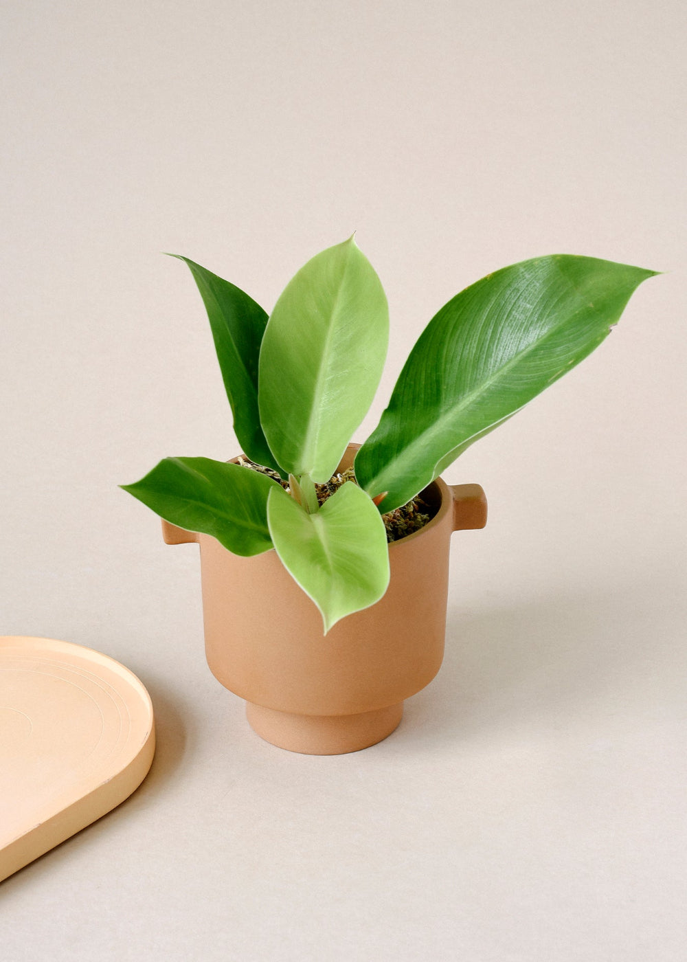 philodendron hybrid moonlight Philodendron 'Moonlight' XS Baby (Plug Size)