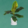 Pet-Friendly Jungle Bundle – Set of 4 Plants with Pots - Plant Circle.