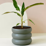 Musa Florida Variegata Large -  Geen.