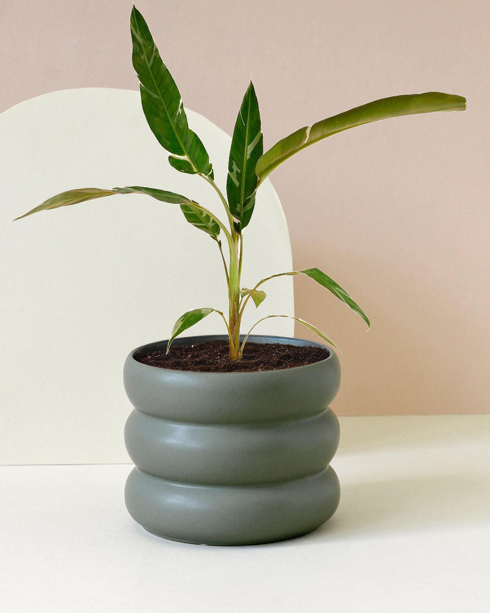 Musa Florida Variegata Large -  Geen.