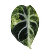 Alocasia reginula 'Ninja' variegata Baby
