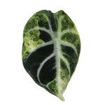 Alocasia reginula 'Ninja' variegata Baby
