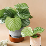 Goeppertia (Calathea) Orbifolia L