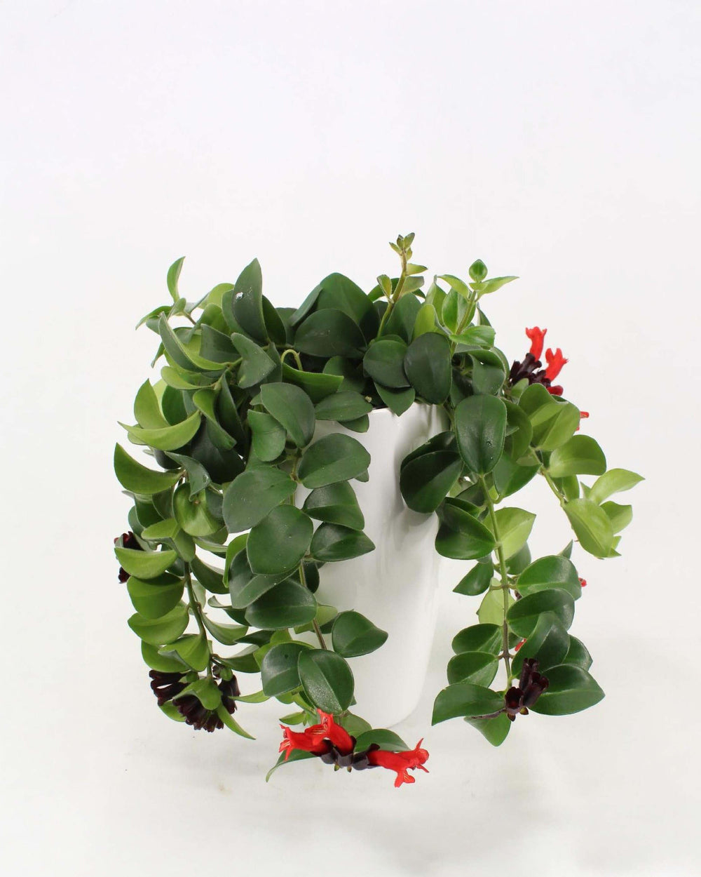 mona lisa succulent Aeschynanthus speciosus 'Mona Lisa' Large