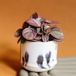 peperomia-caperata-cayenne-baby