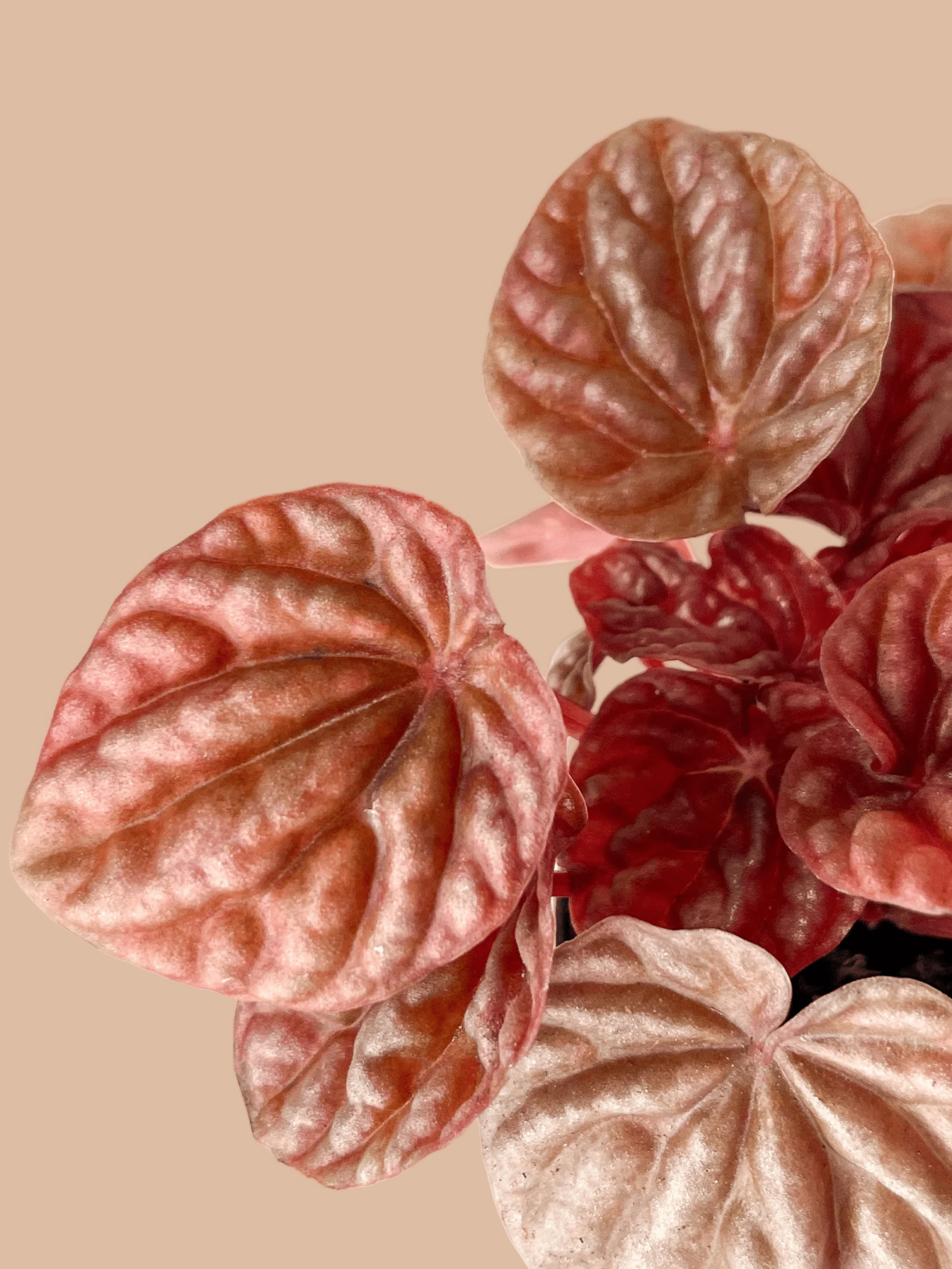 peperomia-caperata-quito