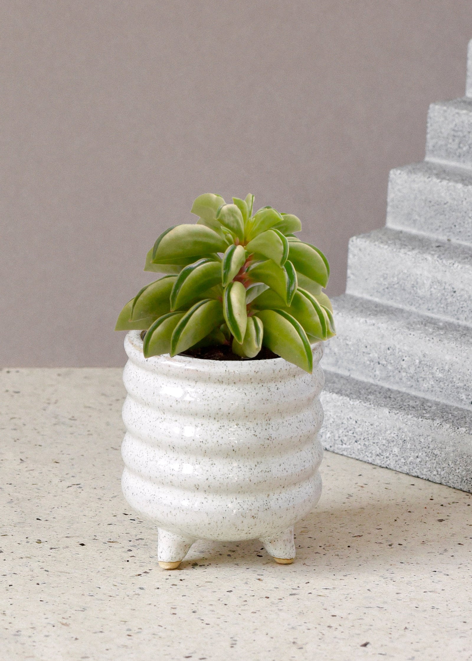 Peperomia dolabriformis 'Fire Sparks' Baby -  Plant Circle.