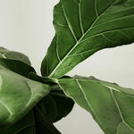 Ficus Lyrata "Fiddle Leaf Fig" L – Large, Approx. 60.0cm height – 21.0cm Pot Default Title 1