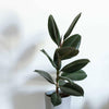 Ficus elastica 'Robusta'