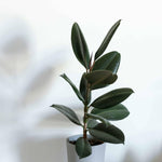 Ficus elastica 'Robusta'