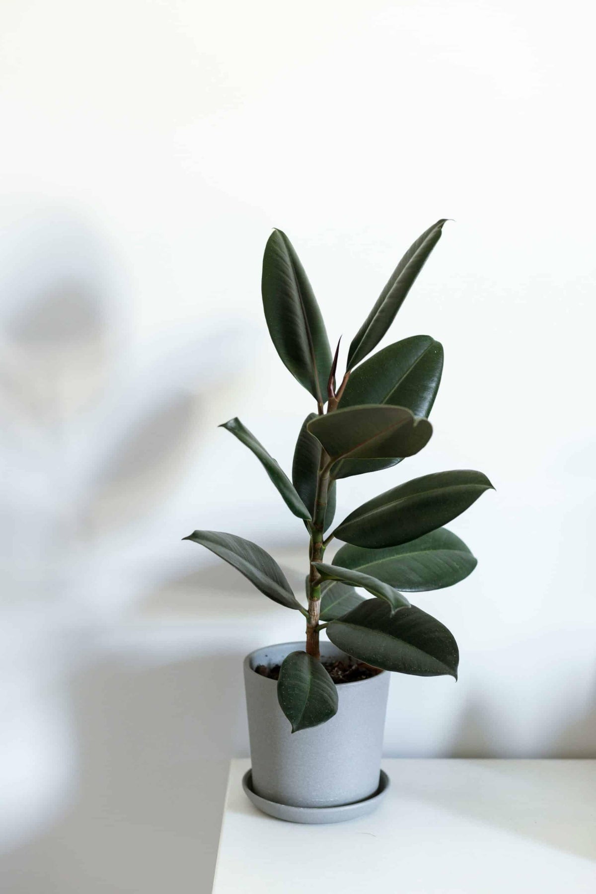 Ficus elastica 'Robusta'