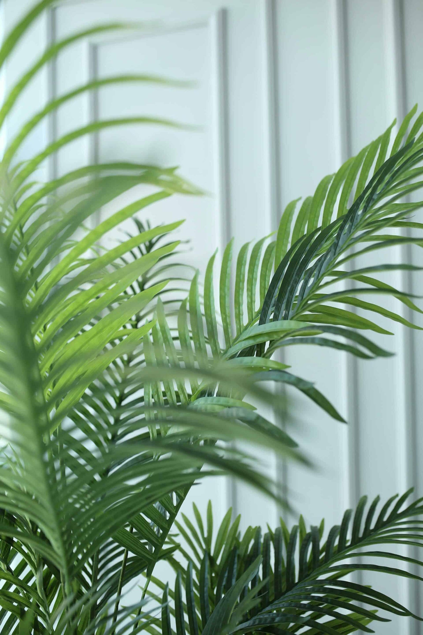 Dypsis lutescens (Areca Palm) XL 120cm