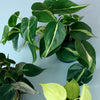 Trailing Philodendron Set – Medium, Approx. 25.0cm height – 12.0cm Pot Default Title 1