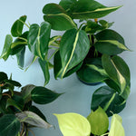 Trailing Philodendron Set – Medium, Approx. 25.0cm height – 12.0cm Pot Default Title 1