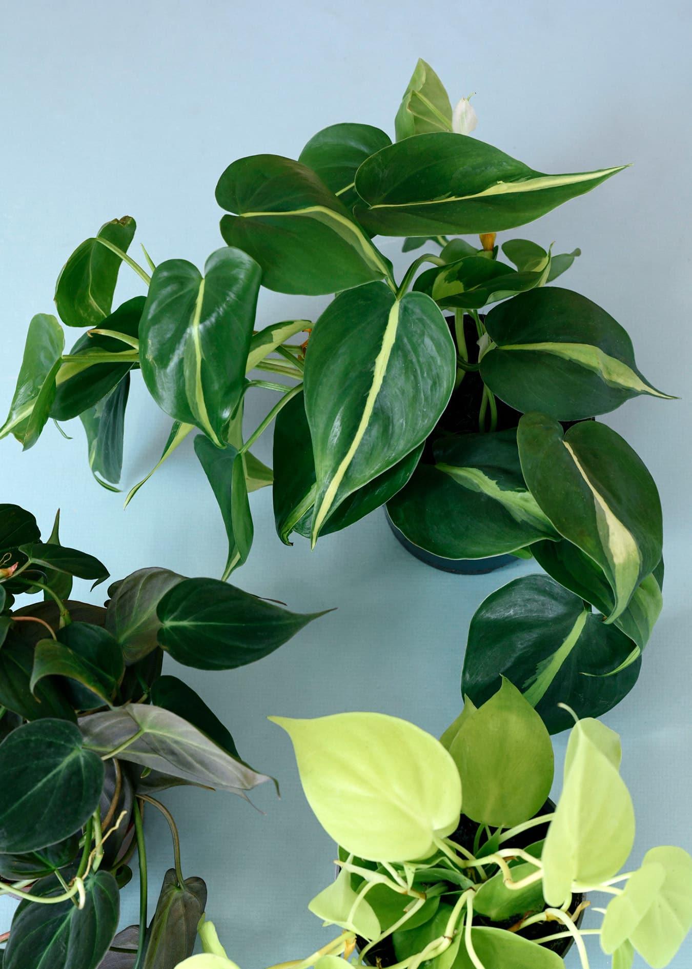 Trailing Philodendron Set – Medium, Approx. 25.0cm height – 12.0cm Pot Default Title 1