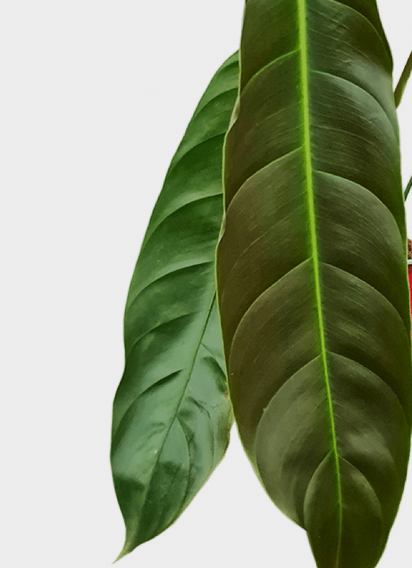 esmeraldense philodendron Philodendron Esmeraldense by Plant Circle – Medium, Approx. 25.0cm height by Plant Circle – 12.0cm Pot