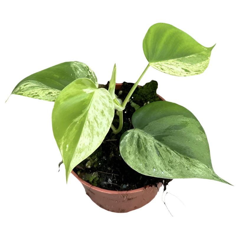 Philodendron Hederaceum Oxycardium Variegata (Heart leaf philodendron) Small -  Geen.