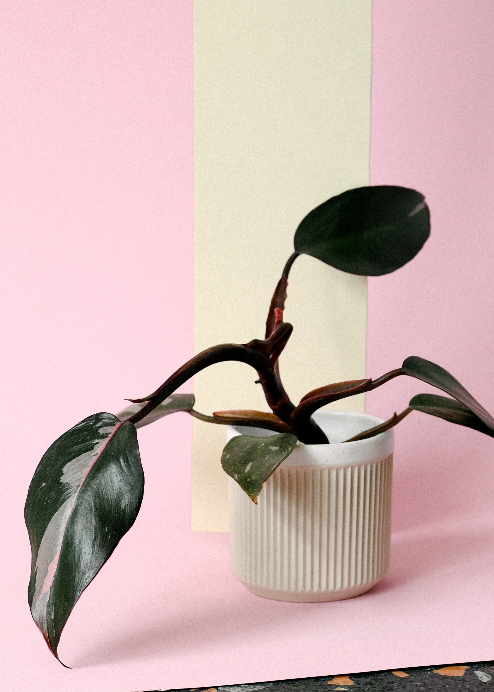 Philodendron 'Pink Princess' Baby