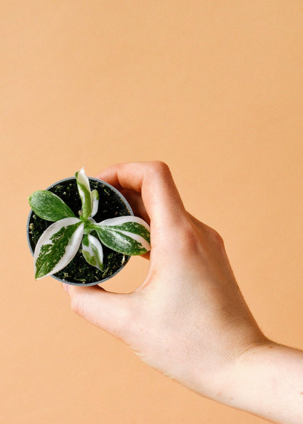 Philodendron 'White Wizard' Baby