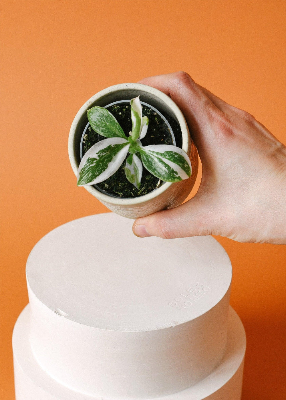 Philodendron 'White Wizard' `Baby