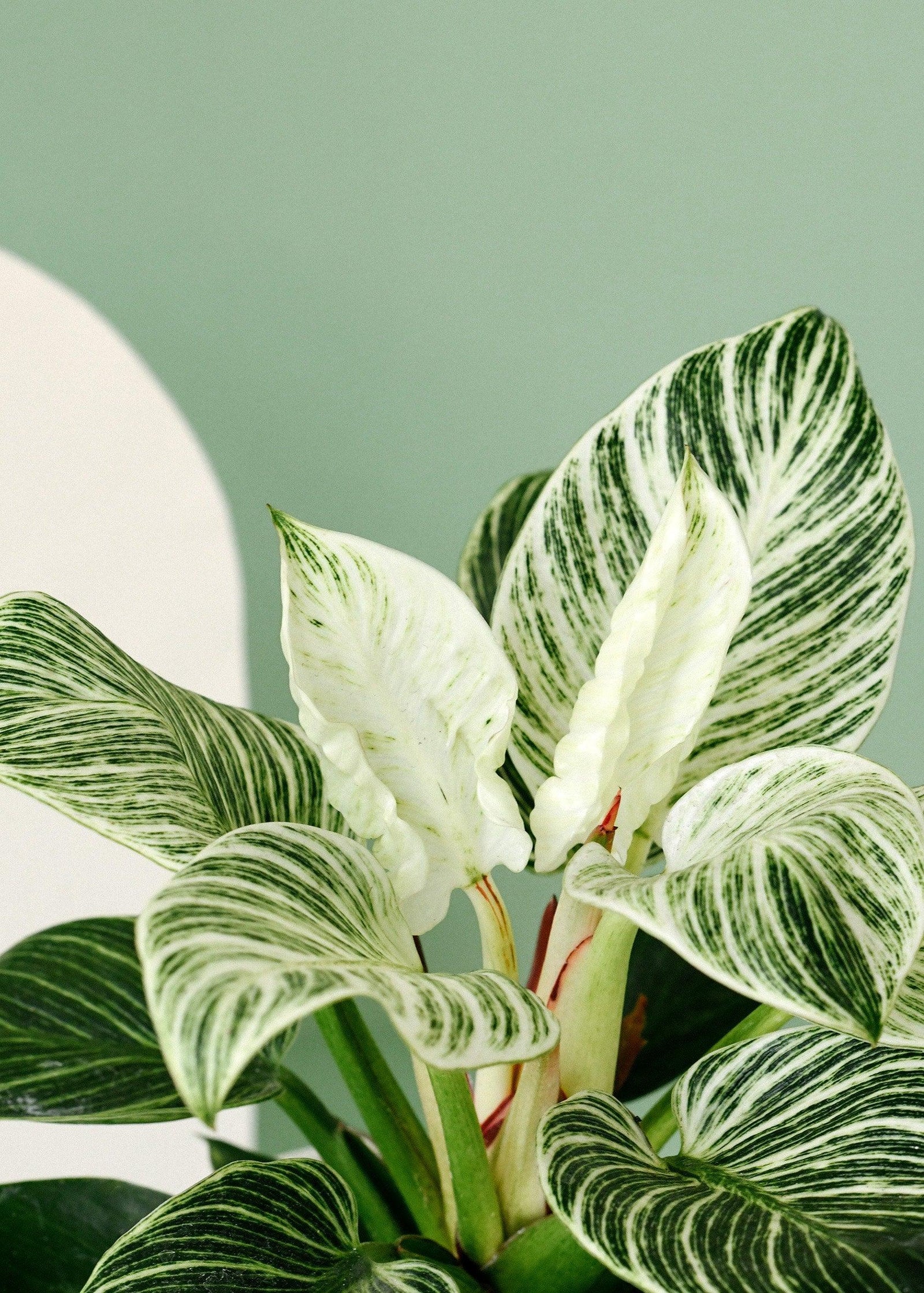 Healthy Philodendron Birkin Baby. A perfect philodendron birkin baby for your indoor houseplant collection.