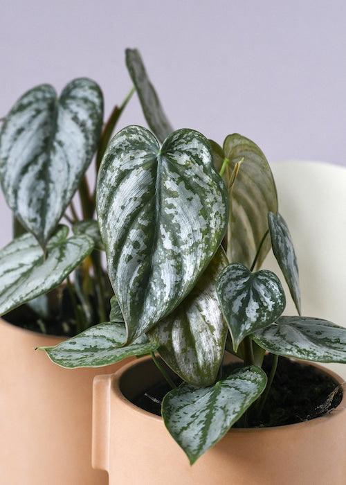 philodendron brandtianum rare Philodendron Brandtianum L