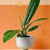 Philodendron Campii 'Lynette' L – Medium, Approx. 40.0cm height – 14.0cm Pot Default Title 1