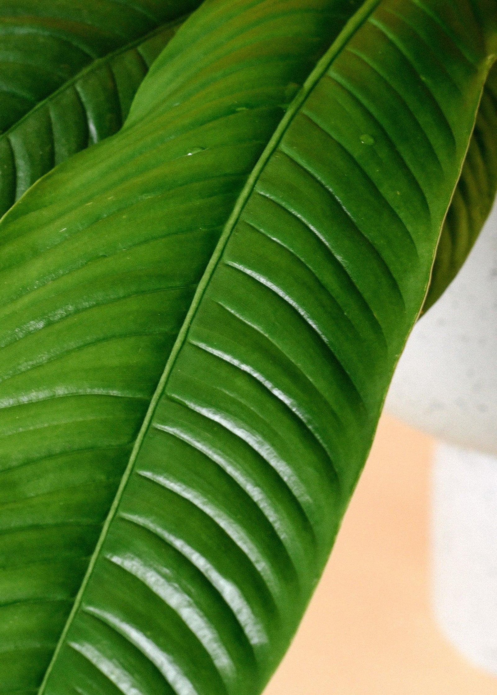 Philodendron Campii 'Lynette' L – Medium, Approx. 40.0cm height – 14.0cm Pot 2