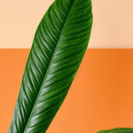 Philodendron Campii Lynette M – Medium, Approx. 25.0cm height – 12.0cm Pot Default Title