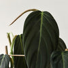 Healthy Philodendron Gigas M by Plant Circle – Medium, Approx. 45.0cm height by Plant Circle – 12.0cm Pot. A perfect philodendron gigas m by plant circle – medium, approx. 45.0cm height by plant circle – 12.0cm pot for your indoor houseplant collection.