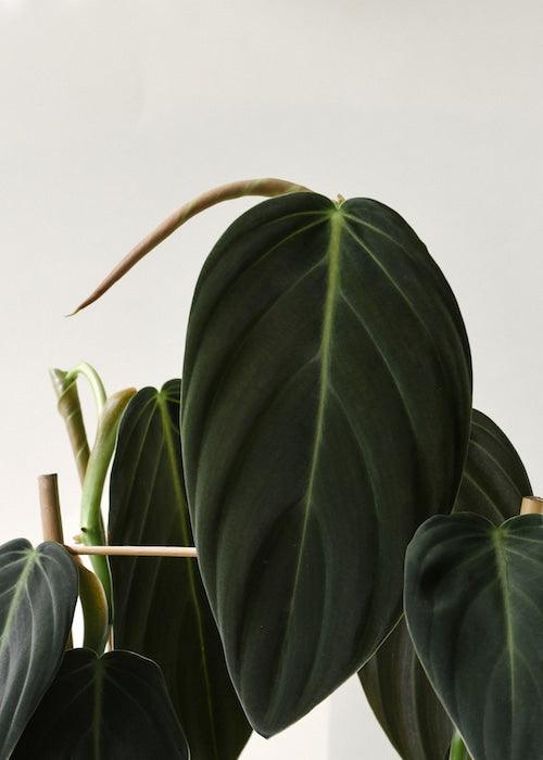 circle philodendron leaf Explore the captivating world of houseplants with the rare and beautiful Philodendron Gigas M. Perfect for creating a tropical vibe in any indoor space