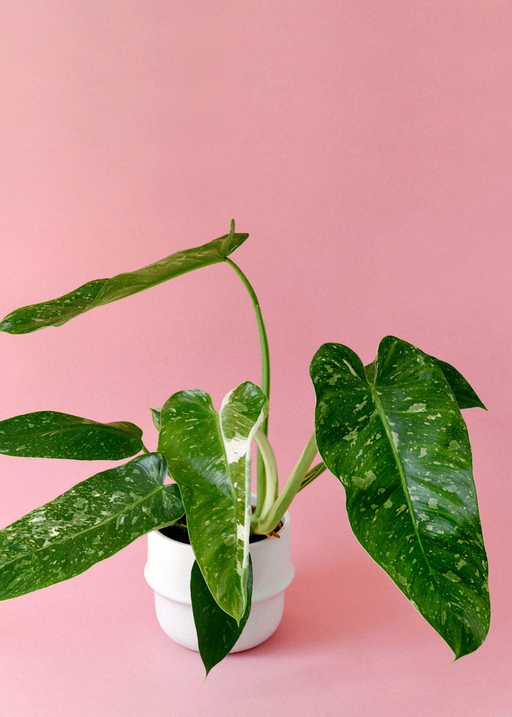 Philodendron Jose Buono M – Medium, Approx. 45.0cm height – 15.0cm Pot Default Title 1