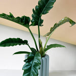 Philodendron Narrow M – Medium, Approx. 35.0cm height – 14.0cm Pot Default Title 1
