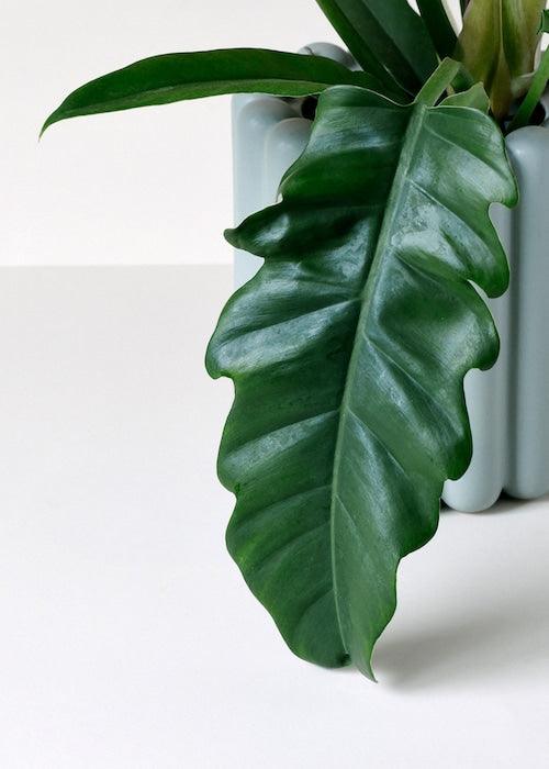 Philodendron Narrow M – Medium, Approx. 35.0cm height – 14.0cm Pot 2