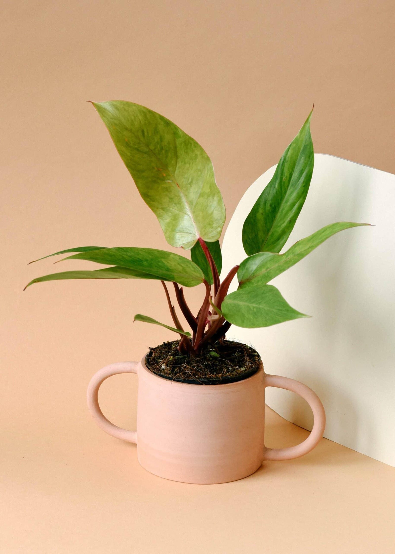 Philodendron 'Painted Lady'