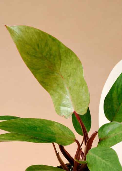 Philodendron 'Painted Lady'