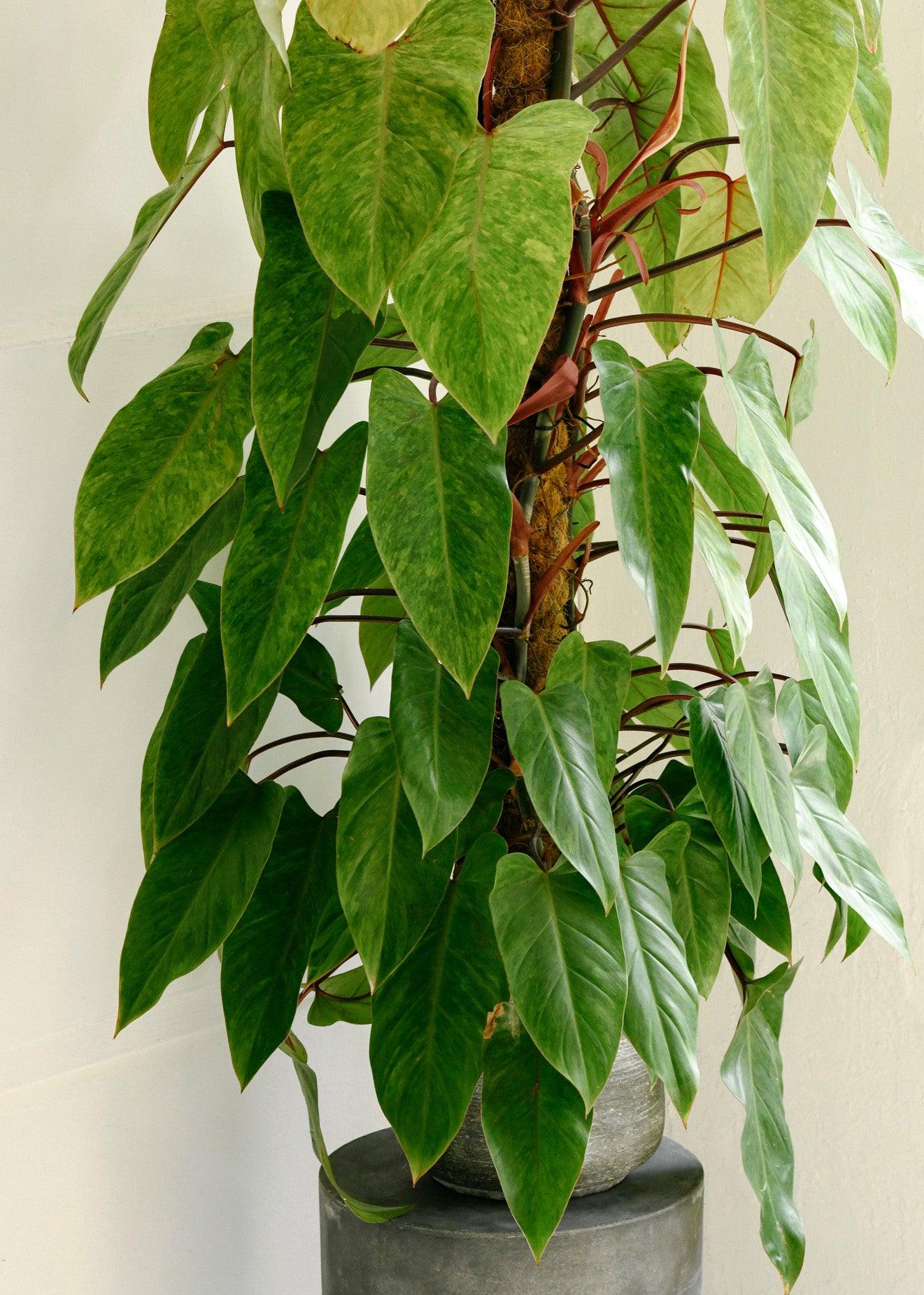 Philodendron Painted Lady