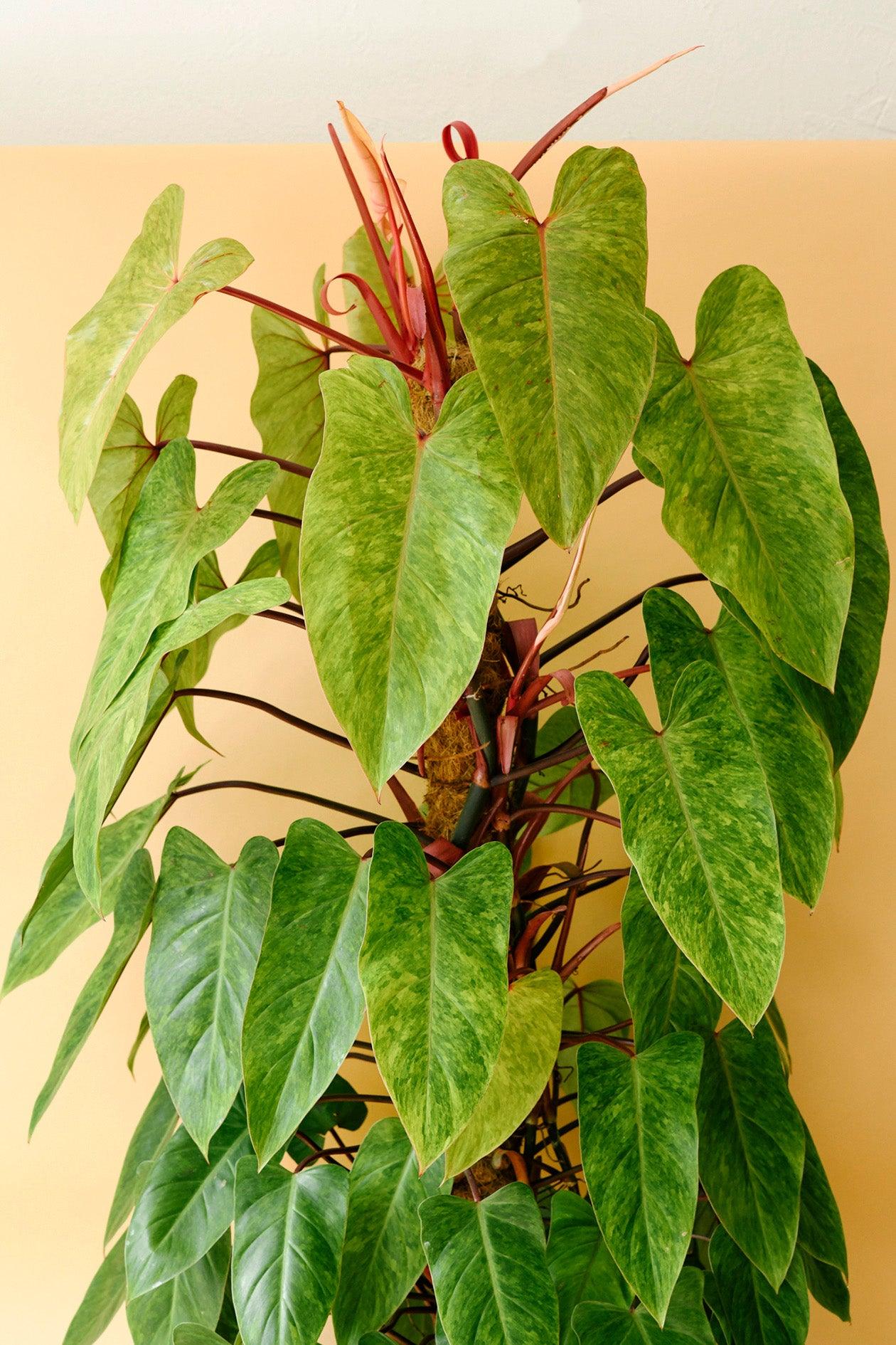philodendron pink lady Philodendron 'Painted Lady' XL with colourful foliage