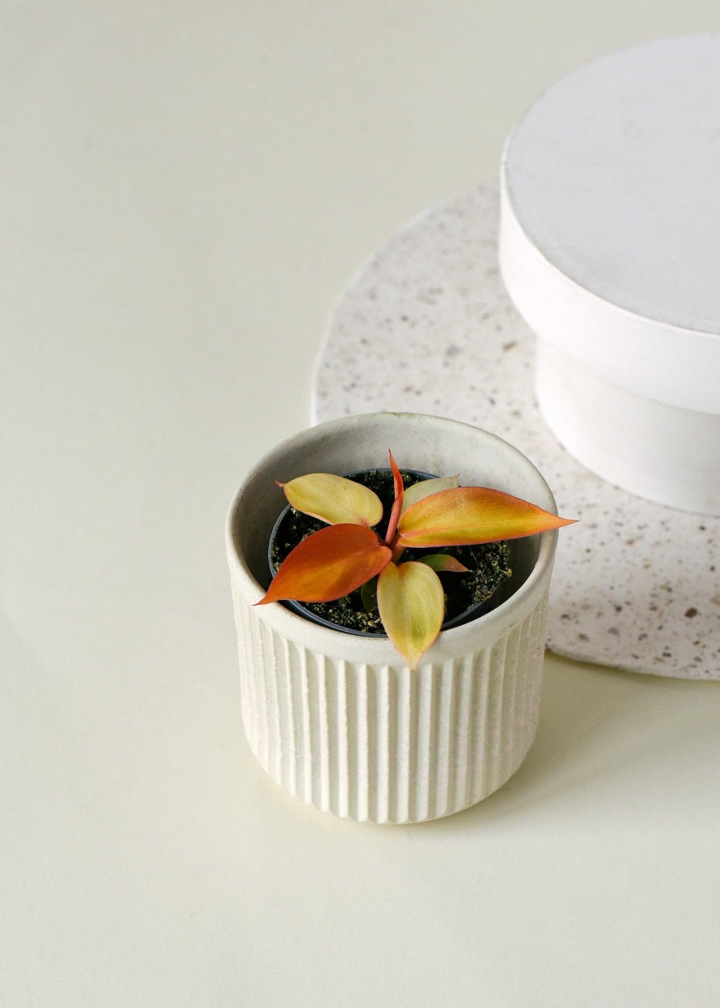 Healthy Philodendron Red Sun Baby. A perfect philodendron red sun baby for your indoor houseplant collection.