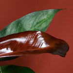 Healthy Philodendron Red Sun Baby. A perfect philodendron red sun baby for your indoor houseplant collection.