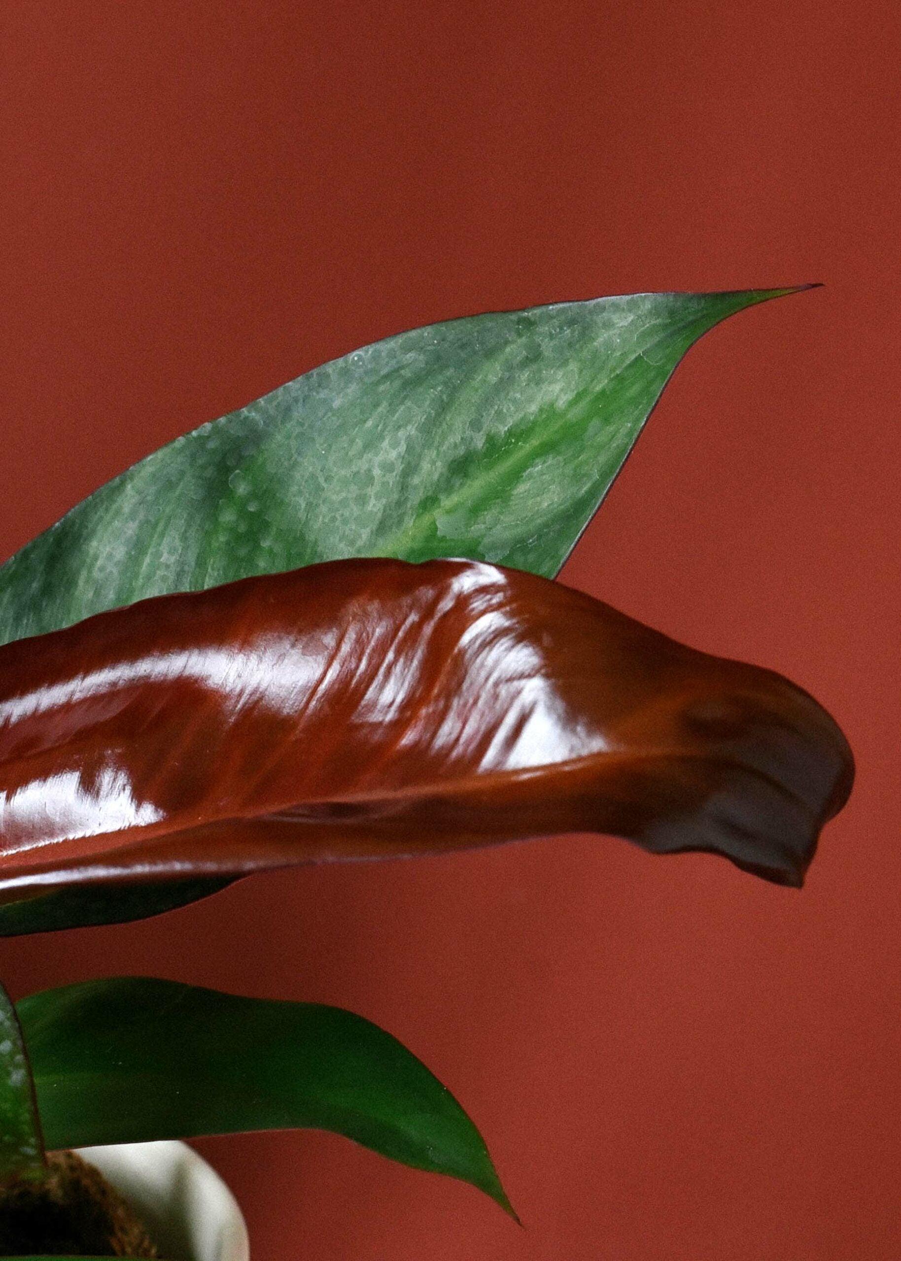Healthy Philodendron Red Sun Baby. A perfect philodendron red sun baby for your indoor houseplant collection.