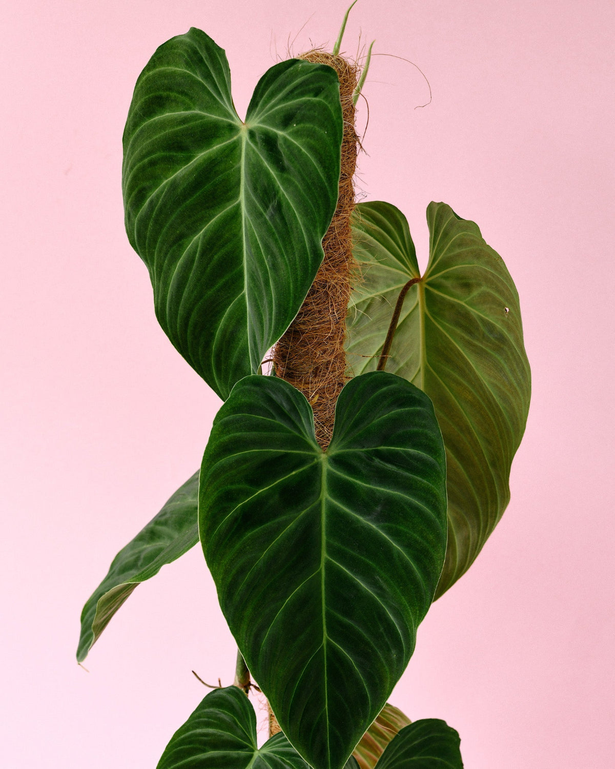 philodendron splendid vs verrucosum Philodendron 'Splendid' (verrucosum x melanochrysum) Medium